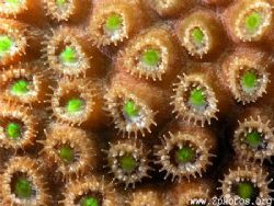 This is a closeup of star polyps open for feeding. by Zaid Fadul 